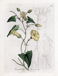 Scamonee - Scammony bindweed, Convolvulus scammonia. Håndfarvet kobberstik fra en botanisk illustration af James Sowerby fra William Woodville og Sir William Jackson Hookers "" Medical Botany,"" John Bohn, London