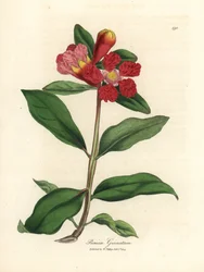 Skarlagenblomstret granatæbletræ, Punica granatum