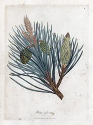 Skovfyr - Skogran eller skovfyr, Pinus sylvestris. Håndfarvet kobberstik fra en botanisk illustration af James Sowerby fra William Woodville og Sir William Jackson Hookers "" Medical Botany,"" John Bohn, London
