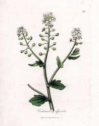 Skørbug, Cochlearia officinalis. Håndfarvet kobberstik fra en botanisk illustration af James Sowerby fra William Woodville og Sir William Jackson Hookers "" Medical Botany,"" John Bohn, London