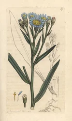 Havaster, Tripolium pannonicum subsp. tripolium (Sea starwort, Aster tripolium) (Aster maritime) Håndfarvet kobberstik efter en illustration af James Sowerby fra James Smith