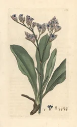 Havlavendel, Limonium vulgare (Statice limonium) (havlavendel) Håndfarvet kobberstik efter en illustration af James Sowerby fra James Smith