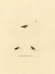 Slank græshoppe, Tetrix subulata (AWL-formet acrydium, Acrydium subulatum). Håndfarvet kobberstik af James Sowerby fra The British Miscellany, eller farvede figurer af nye, sjældne eller lidet kendte dyreemner.