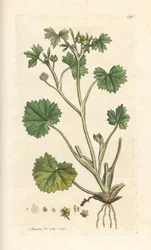 Smørblomst, Ranunculus parviflorus (smørblomst) Håndfarvet kobberstik efter en illustration af James Sowerby fra James Smith