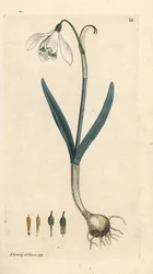 Vintergæk, Galanthus nivalis. Håndfarvet kobberstik efter en illustration af James Sowerby fra James Smith