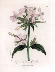 Soapwort, Saponaria officinalis. Håndfarvet kobberplade -gravering fra en botanisk illustration af James Sowerby fra William Woodville og Sir William Jackson Hookers "" Medical Botany "," John Bohn, London