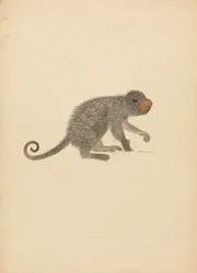 Sydamerikansk Porcupine