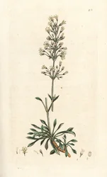 Spansk catchfly, Silene otites (spansk campion, Cucubalus otites) (silene og små blade) Håndfarvet kobberstik efter en illustration af James Sowerby fra James Smith