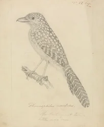 Spot-backed myrefugl