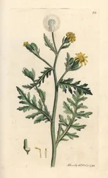 Stinkende eller klistret jordsel, Senecio viscosus (viskos senecon) Håndfarvet kobberstik efter en illustration af James Sowerby fra James Smith