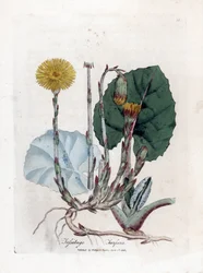 Tuslage eller ej æsel - Følfod, Tussilago fara. Håndfarvet kobberstik fra en botanisk illustration af James Sowerby fra William Woodville og Sir William Jackson Hookers "" Medical Botany,"" John Bohn, London