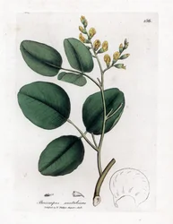 Sort af fabacee (bælgplanter) - Rødt sandeltræ, Pterocarpus santalinus. Håndfarvet kobberstik fra en botanisk illustration af James Sowerby fra William Woodville og Sir William Jackson Hookers "" Medical Botany,"" John Bohn, London