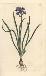 Vernal eller spring squill, Scilla verna (Spring Scille) Håndfarvet kobberstik efter en illustration af James Sowerby fra James Smith