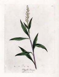 Virginia polygale eller mælkegræs - Senega, Polygala senega. Håndfarvet kobberstik fra en botanisk illustration af James Sowerby fra William Woodville og Sir William Jackson Hookers "" Medical Botany,"" John Bohn, London
