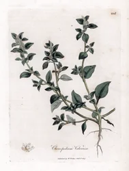 Vuvaire - Stinkende gåsefod, Chenopodium vulvaria. Håndfarvet kobberstik fra en botanisk illustration af James Sowerby fra William Woodville og Sir William Jackson Hookers "" Medical Botany,"" John Bohn, London