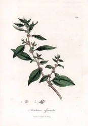 Vægpellitory, Parietaria officinalis. Håndfarvet kobberstik fra en botanisk illustration af James Sowerby fra William Woodville og Sir William Jackson Hookers "" Medical Botany,"" John Bohn, London