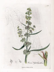 Water Patience eller Aquatic Patience - Fantastisk vanddok, Rumex hydrolapathum. Håndfarvet kobberstik fra en botanisk illustration af James Sowerby fra William Woodville og Sir William Jackson Hookers "" Medical Botany,"" John Bohn, London
