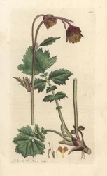 Water avens, Geum rivale Håndfarvet kobberstik efter en illustration af James Sowerby fra James Smith