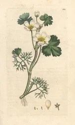 Vandkragefod, Ranunculus aquatilis (Aquatic Buttercup) Håndfarvet kobberstik efter en illustration af James Sowerby fra James Smith
