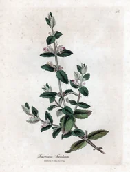 Vand germandree - Vand germandree, Teucrium scordium. Håndfarvet kobberstik fra en botanisk illustration af James Sowerby fra William Woodville og Sir William Jackson Hookers "" Medical Botany,"" John Bohn, London