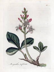 Vandtrefoil eller buckbean, Menyanthes trifoliata. Håndfarvet kobberstik fra en botanisk illustration af James Sowerby fra William Woodville og Sir William Jackson Hookers "" Medical Botany,"" John Bohn, London