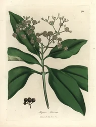 Hvidblomstret krydderitræ, Myrtus pimenta