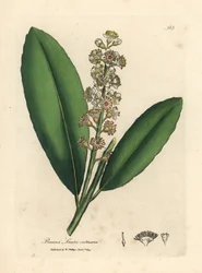 Hvidblomstret laurbærtræ, Prunus laurocerasus