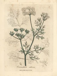Hvidblomstret koriander, Coriandrum sativum