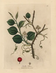 Hvide blomster, ranker og røde bær af kinesisk smilax
