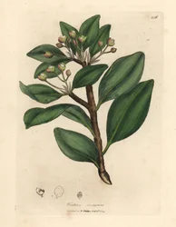 Vinterens barktræ, Wintera aromatica, Drimys winteri
