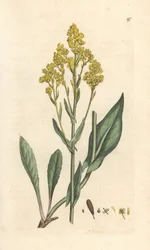 Woad, Isatis tinctoria (Pastel des dyers ou guede) Håndfarvet kobberstik efter en illustration af James Sowerby fra James Smith