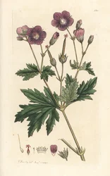 Tranenæb eller skovpelargonium, Geranium sylvatium (trægeranium) Håndfarvet kobberstik efter en illustration af James Sowerby fra James Smith