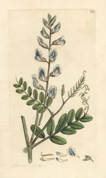 Trævikke, Vicia sylvatica (vesce des bois) Håndfarvet kobberstik efter en illustration af James Sowerby fra James Smith