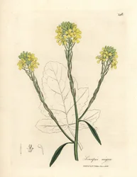Gulblomstret sort sennep, Sinapis nigra