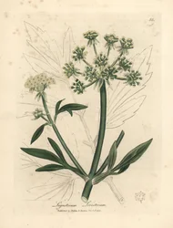 Gulblomstret løvstikke, Ligusticum levisticum