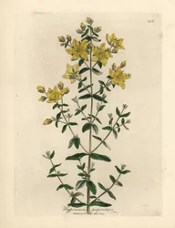 Gulblomstret perforeret perikon, Hypericum perforatum