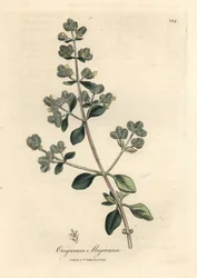 Gulblomstret sød merian, Origanum majorana