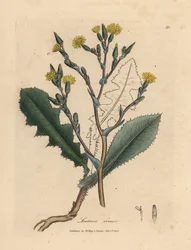 Gulblomstret vildsalat, Lactuca virosa