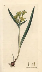 Gul stjerne fra Betlehem, Gagea lutea (Ornithogalum luteum) (gagee jaune) Håndfarvet kobberstik efter en illustration af James Sowerby fra James Smith