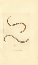 Ung glat slange, Coronella austriaca (Dumfriesshire slange, Coluber dumfrisiensis). Håndfarvet kobberstik af James Sowerby fra The British Miscellany, eller farvede figurer af nye, sjældne eller lidet kendte dyreemner.
