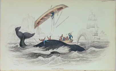 Grønlandshval, bogillustration indgraveret af William Home Lizars (1788-1859)