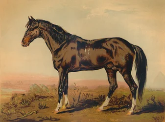 En Dongolahest, c1850, c1879.