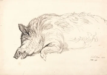 Et vildsvin, sovende eller død, 1814