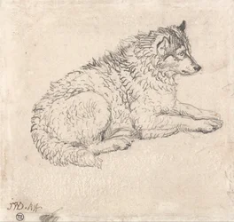 Polarhund, vendt mod højre