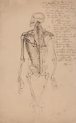 Tegning af et menneskeskelet