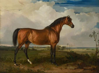 Eagle, en fejret hingst