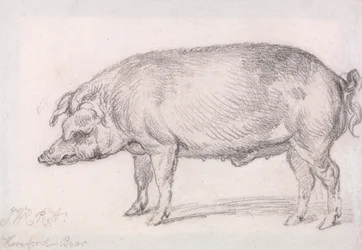 Hereford-svin
