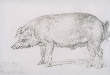 Hereford Boar, ca. 1803-04 (blyant på papir)