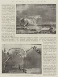 Napoleons hest, Marengo