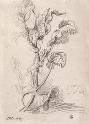 Planteundersøgelse